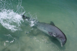 Dolphin