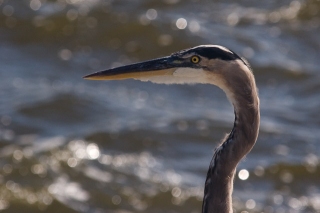 Blue Heron